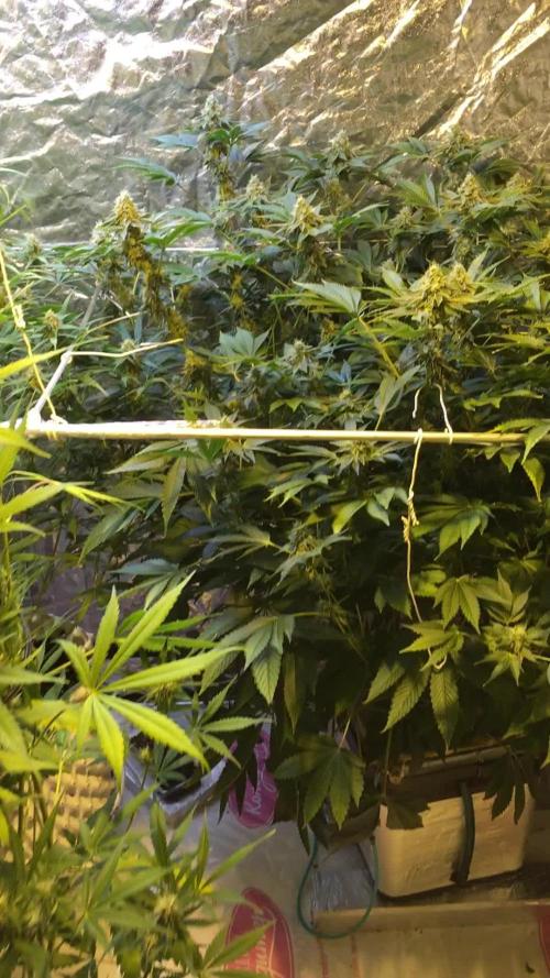 DWC Strawberry Chemdawg OG