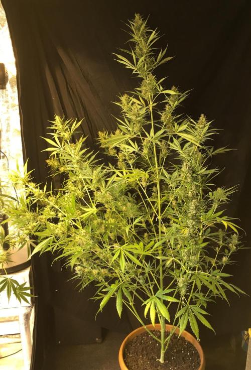 GorillaCookies StrawberryBanana AUTO. Week 10