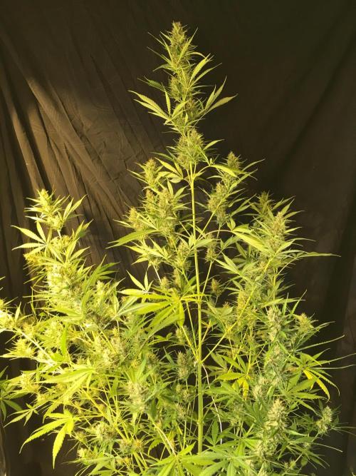 GorillaCookies StrawberryBanana AUTO. Week 10