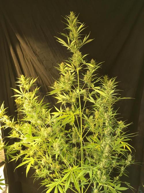 GorillaCookies StrawberryBanana AUTO. Week 10