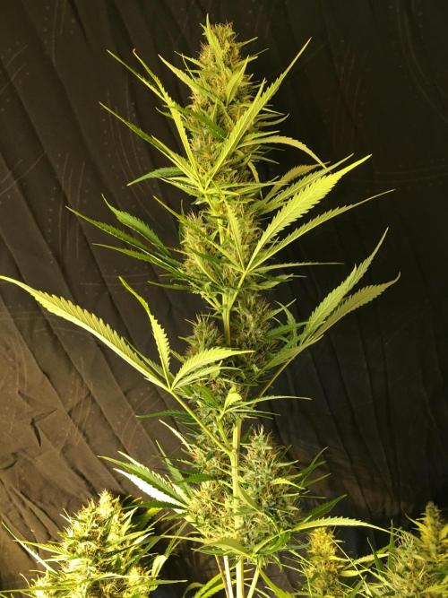 GorillaCookies StrawberryBanana AUTO. Week 10