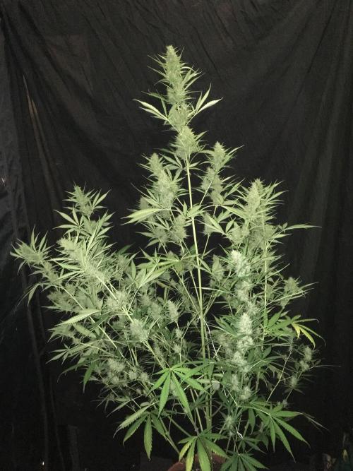 GorillaCookies StrawberryBanana AUTO. Week 10