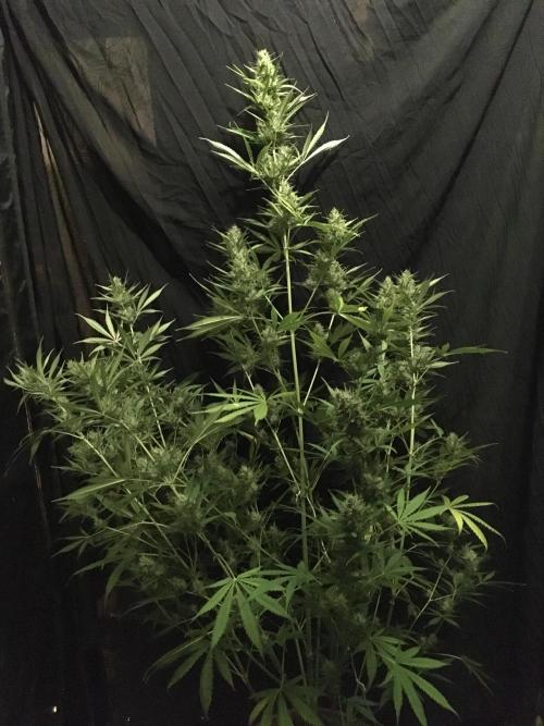 GorillaCookies StrawberryBanana AUTO. Week 10