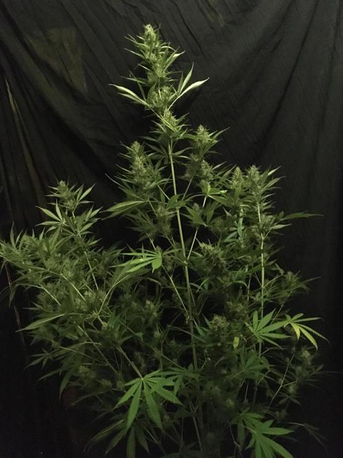 GorillaCookies StrawberryBanana AUTO. Week 10