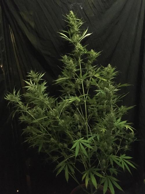 GorillaCookies StrawberryBanana AUTO. Week 10