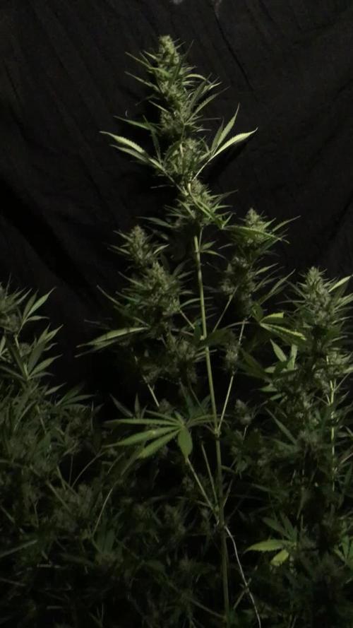 GorillaCookies StrawberryBanana AUTO