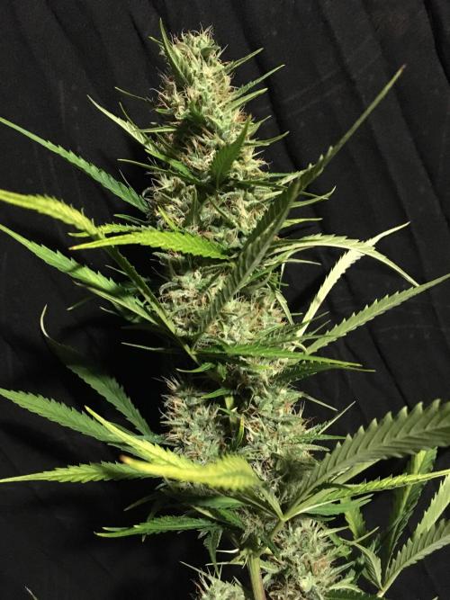 GorillaCookies StrawberryBanana AUTO. Week 10