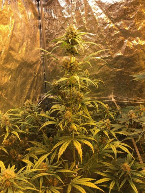 GorillaCookies StrawberryBanana AUTO. Week 10