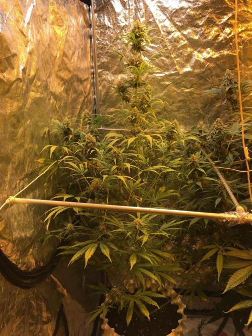 GorillaCookies StrawberryBanana AUTO. Week 10
