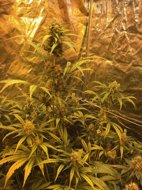 GorillaCookies StrawberryBanana AUTO. Week 10