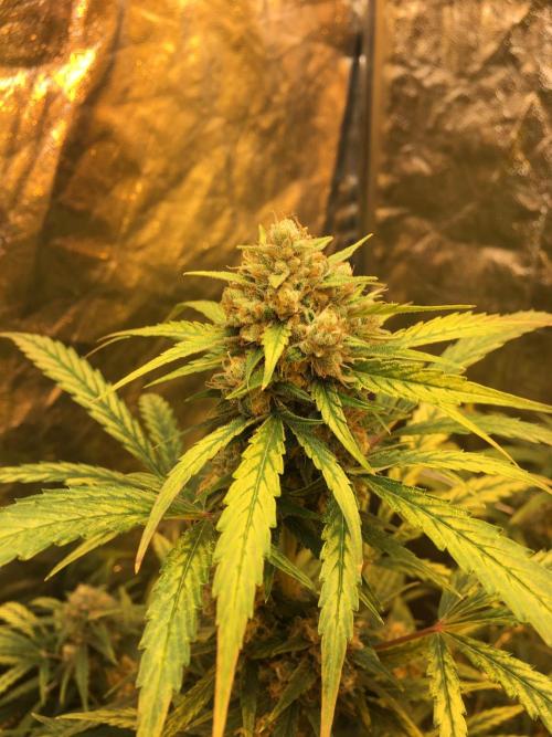 GorillaCookies StrawberryBanana AUTO. Week 10