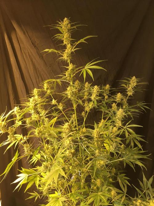 GorillaCookies StrawberryBanana AUTO. Week 10