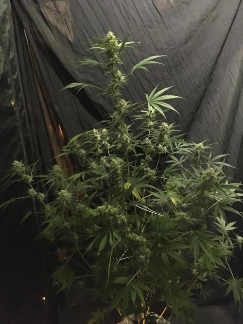 GorillaCookies StrawberryBanana AUTO. Week 10