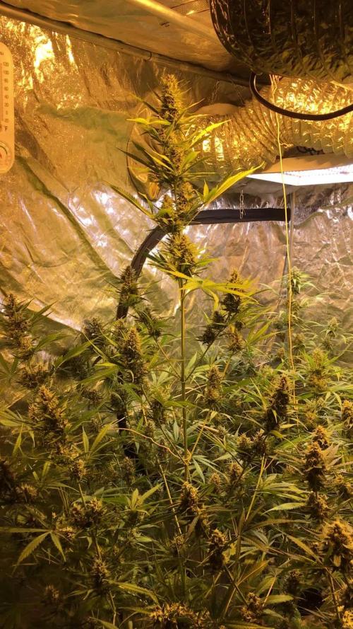 DWC Strawberry Chemdawg OG