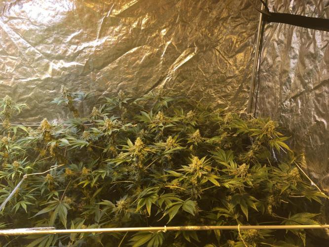 DWC Strawberry Chemdawg OG. Week 16