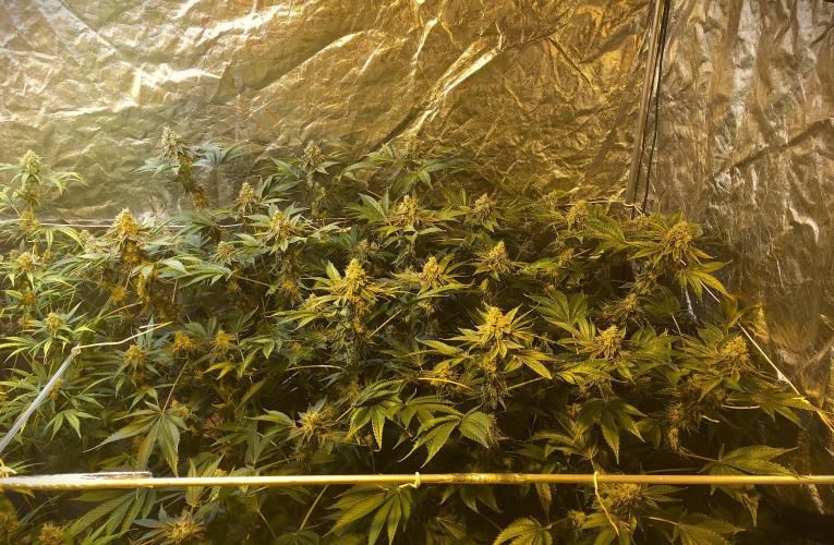 DWC Strawberry Chemdawg OG. Week 16