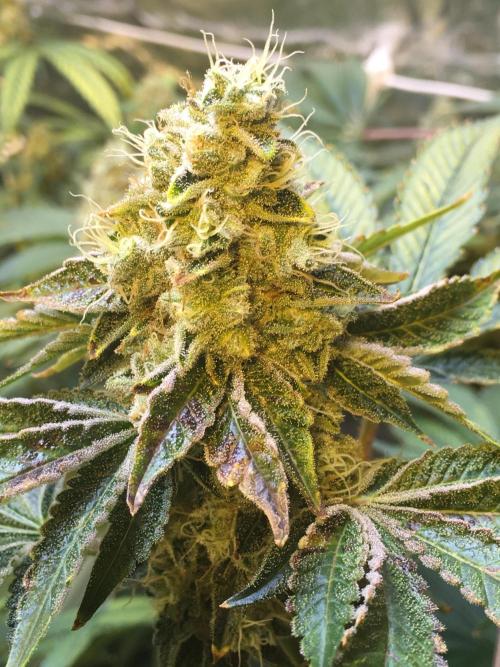 DWC Strawberry Chemdawg OG. Week 16