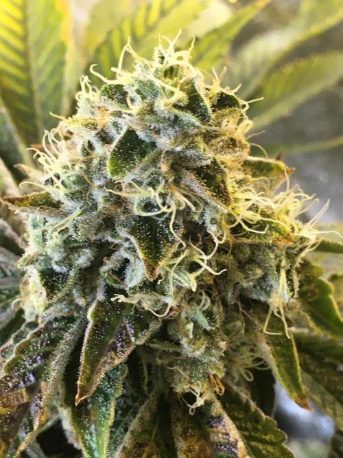 DWC Strawberry Chemdawg OG. Week 16