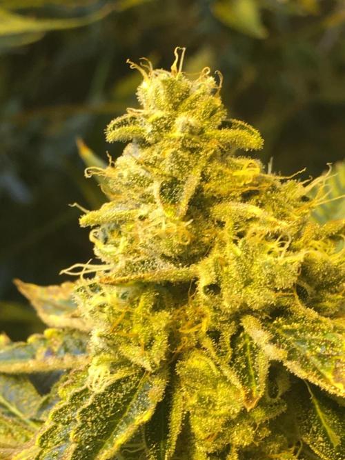DWC Strawberry Chemdawg OG. Week 16
