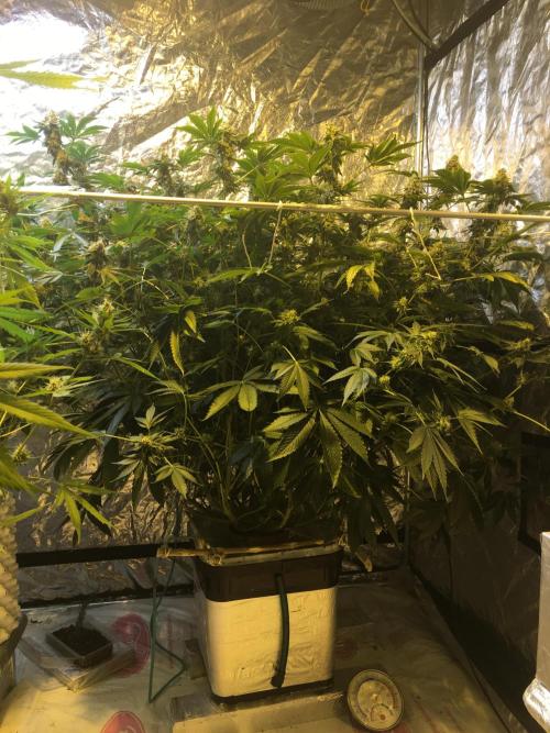 DWC Strawberry Chemdawg OG. Week 16