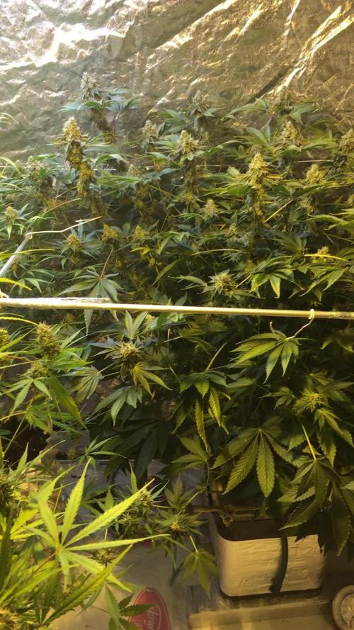 DWC Strawberry Chemdawg OG