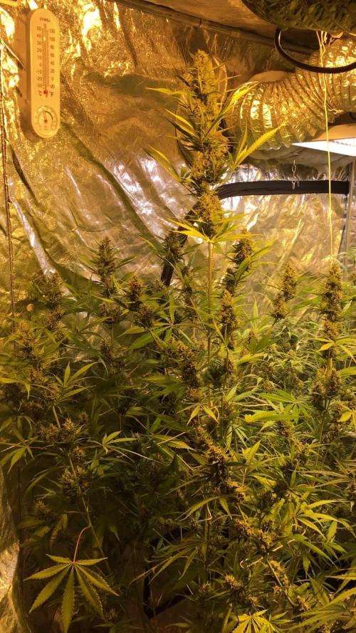 DWC Strawberry Chemdawg OG
