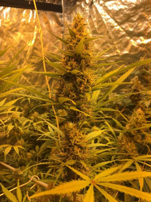 GorillaCookies StrawberryBanana AUTO. Week 11