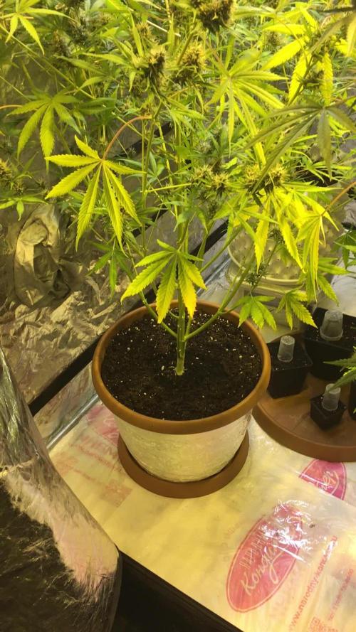 GorillaCookies StrawberryBanana AUTO