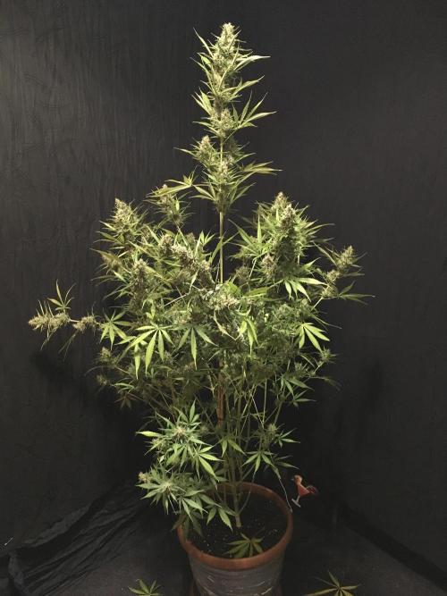 GorillaCookies StrawberryBanana AUTO. Week 12