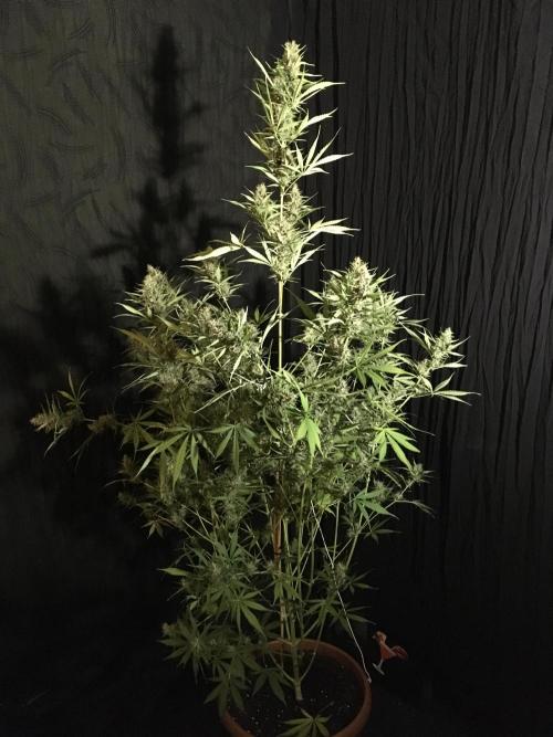 GorillaCookies StrawberryBanana AUTO. Week 12