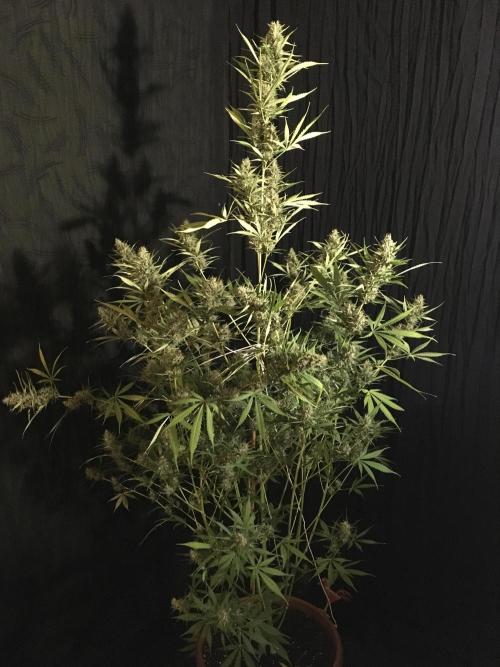 GorillaCookies StrawberryBanana AUTO. Week 12