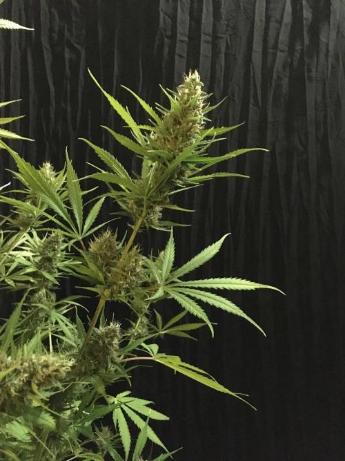 GorillaCookies StrawberryBanana AUTO. Week 12