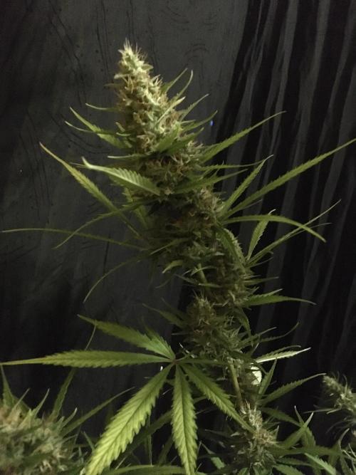 GorillaCookies StrawberryBanana AUTO. Week 12