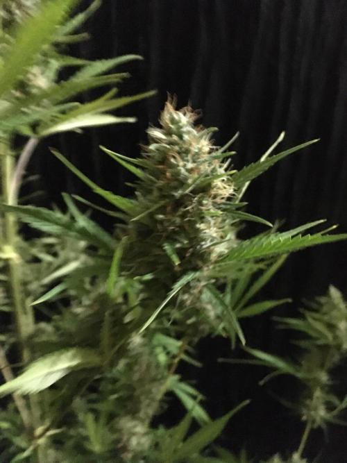 GorillaCookies StrawberryBanana AUTO. Week 12
