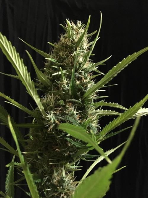 GorillaCookies StrawberryBanana AUTO. Week 12