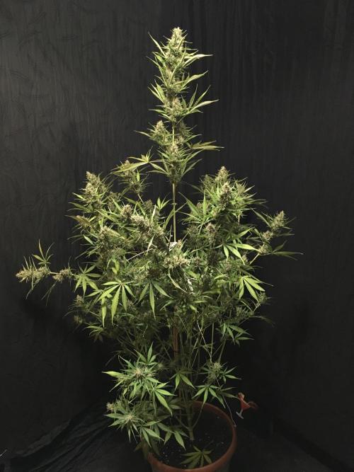 GorillaCookies StrawberryBanana AUTO. Week 12