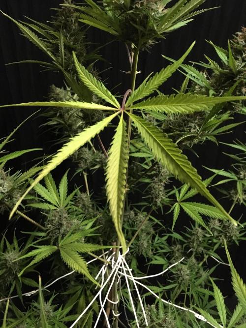 GorillaCookies StrawberryBanana AUTO. Week 12