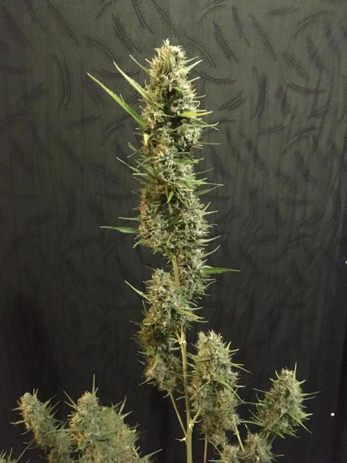 GorillaCookies StrawberryBanana AUTO. Week 12