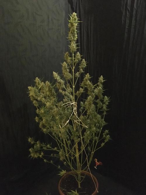 GorillaCookies StrawberryBanana AUTO. Week 12