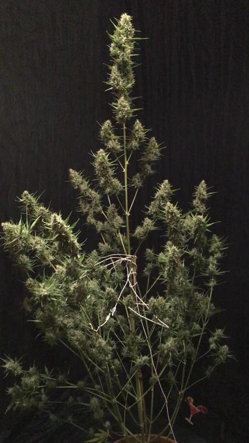 GorillaCookies StrawberryBanana AUTO