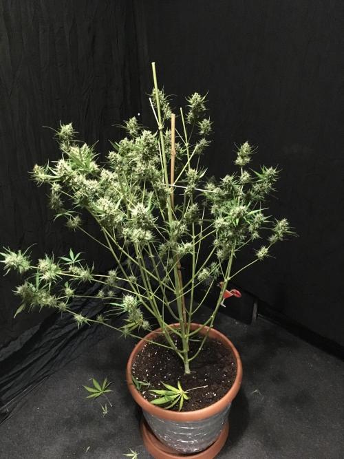 GorillaCookies StrawberryBanana AUTO. Week 12