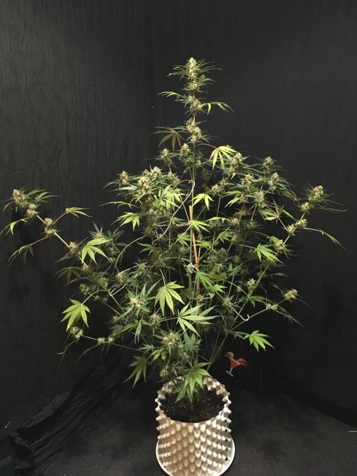GorillaCookies StrawberryBanana AUTO. Week 12 - Strawberry Banana #1