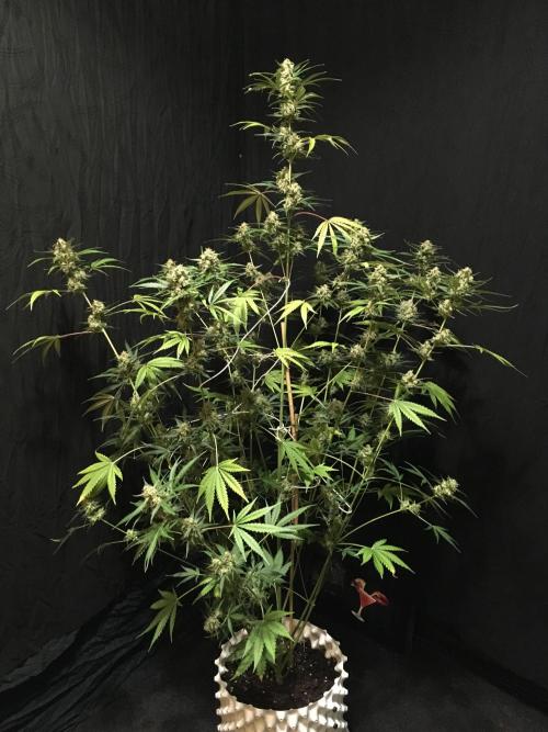 GorillaCookies StrawberryBanana AUTO. Week 12