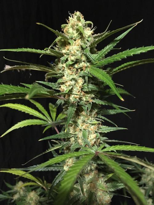 GorillaCookies StrawberryBanana AUTO. Week 12