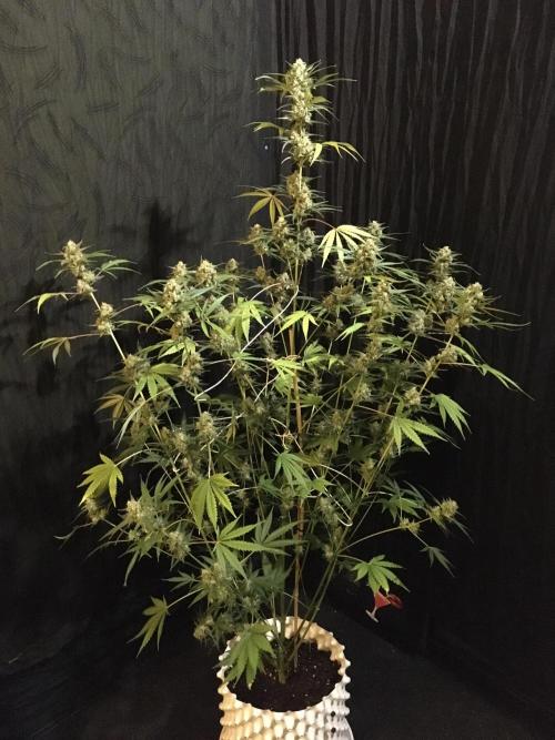 GorillaCookies StrawberryBanana AUTO. Week 12