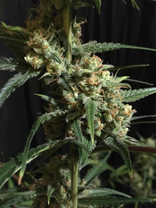 GorillaCookies StrawberryBanana AUTO. Week 12