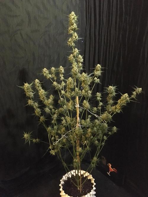 GorillaCookies StrawberryBanana AUTO. Week 12