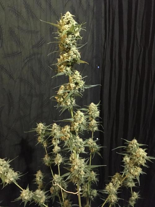 GorillaCookies StrawberryBanana AUTO. Week 12