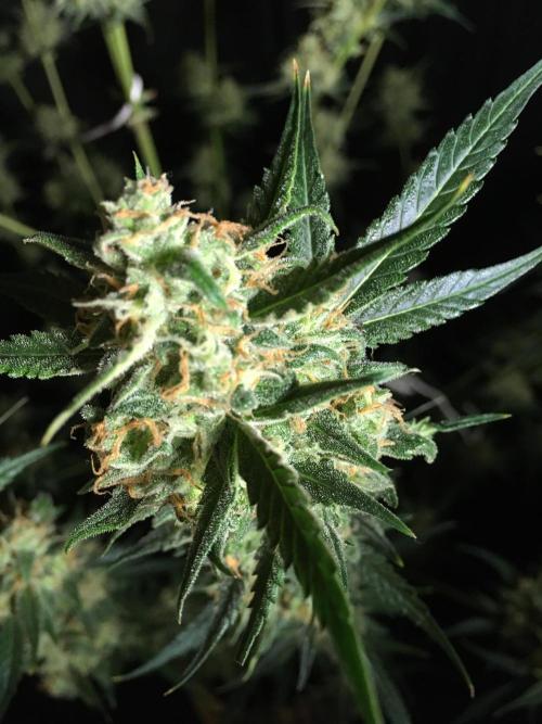 GorillaCookies StrawberryBanana AUTO. Week 12