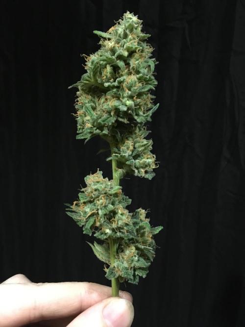 GorillaCookies StrawberryBanana AUTO. Week 12